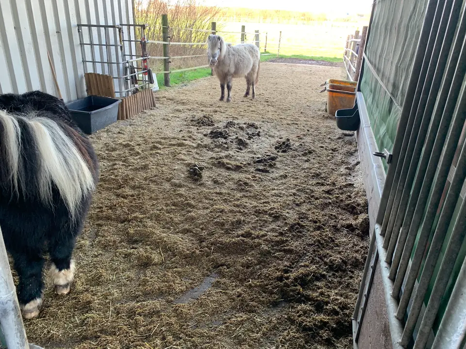 Offener Stall